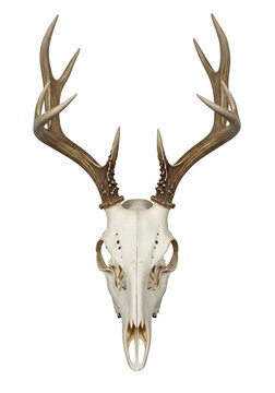 A detailed deer skull with large brown antlers mounted as a rustic hunting wall decoration isolated on transparent background