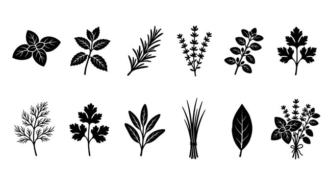Set of black silhouette culinary herbs and aromatic plants.