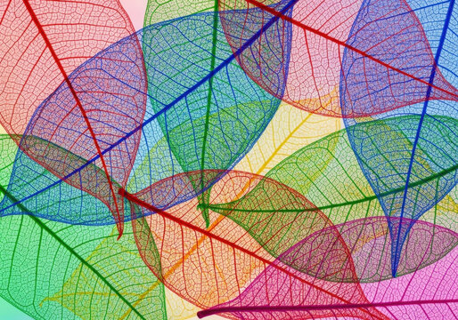 Abstract background featuring delicate colorful skeleton leaves layered on each other creating vibrant artistic pattern with intricate veins.