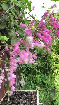A small beetle perched on pink bride's tears flowers, collecting nectar amid lush green foliage.