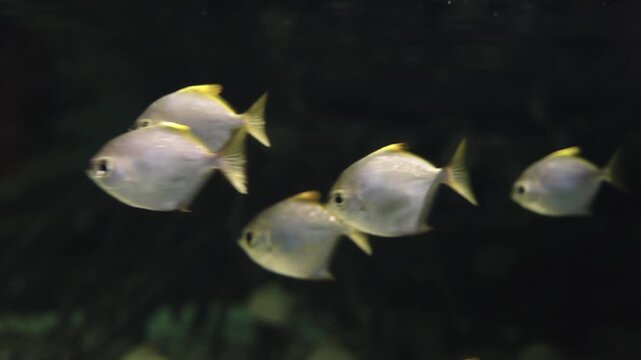 School of silver moonyfish swimming in a dark aquarium. Monodactylus argenteus with yellow fins and silver bodies against a black background. Aquatic wildlife and tropical fish concept.