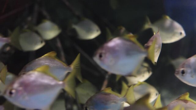 School of silver diamond moonfish swimming in an aquarium. Monodactylus argenteus with yellow fins in underwater group. Clear focus on foreground fish with soft bokeh background and dark water.