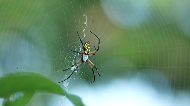 Big Orb-Weaver spider on the web