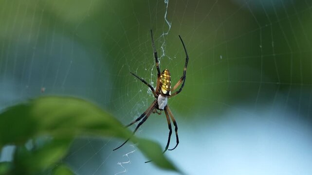 Big Orb-Weaver spider on the web