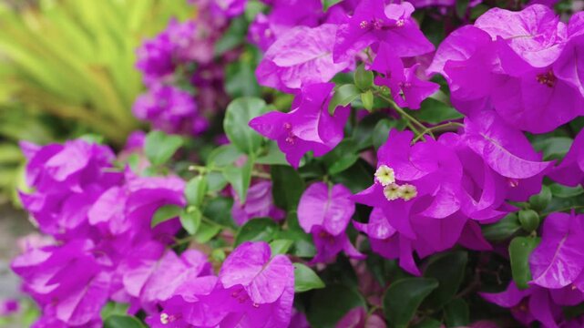 Vibrant pink bougainvillea flowers in full bloom with lush green leaves. Beautiful tropical floral background for spring or summer themes. Macro close up of decorative purple ornamental plant.
