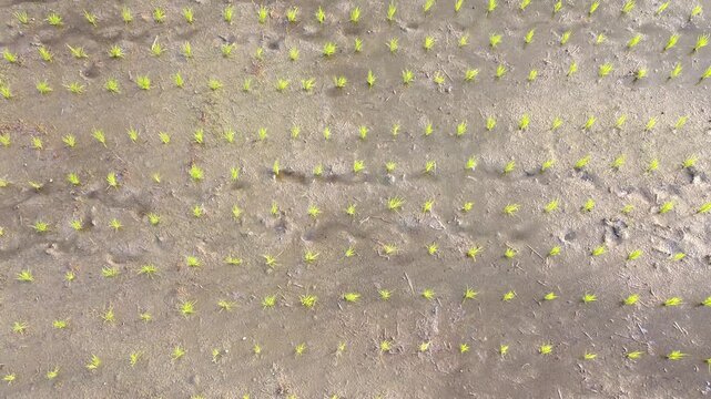 Drone footage of a row of coconut palms bordering green rice paddies, capturing the tranquil beauty of rural farmland from above.