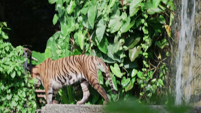 Indochinese tiger standing among lush green tropical jungle foliage.	
