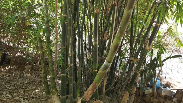 Vertical Shot of Tall Green Bamboo Stalks and Growing Shoots