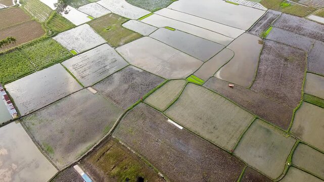 Aerial drone footage of empty rice fields not yet planted, showing the flooded soil ready for the next cultivation cycle.