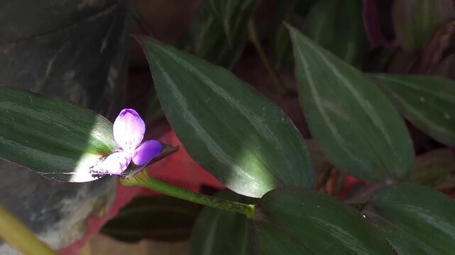 Close Up of Small Purple Wildflower Illuminated by Sunlight