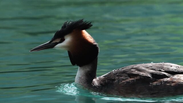 Great crested grebe swimming across the crystal-clear waters of Walensee Lake in the Swiss Alps, showcasing elegant breeding plumage and calm alpine wildlife in a peaceful natural setting.
