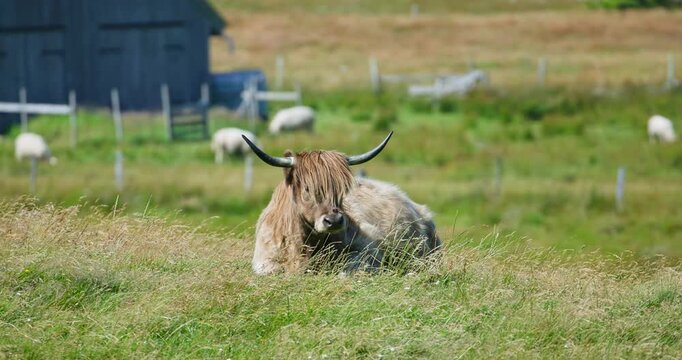 Horned Highland Cattle Resting in Pasture on Lista, Norway