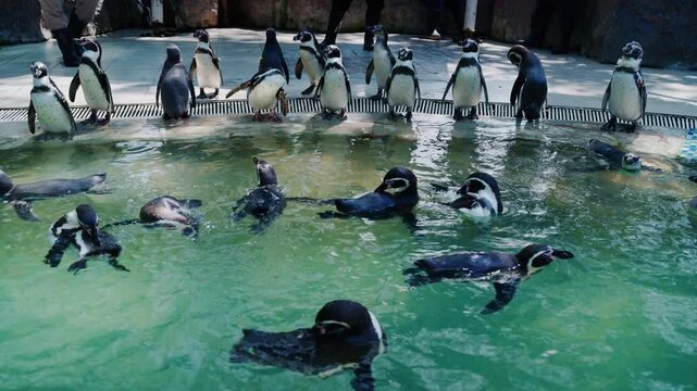4K Group of playful Humboldt penguins in the water during feeding time.	
