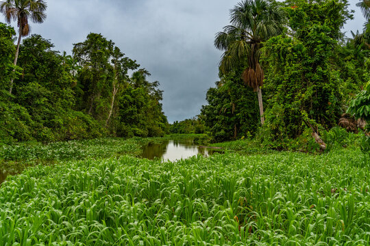 tropical rainforest view from the river Peru.