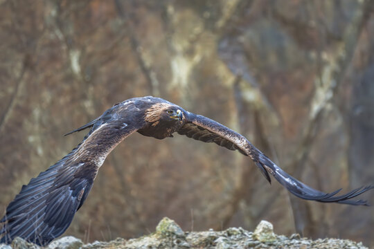 The Rock Eagle (Aquila chrysaetos) is one of the largest terrestrial eagles in the Northern Hemisphere and, immediately after the Sea Eagle, the largest predator living in the Czech Republic