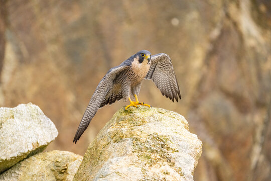 The Migratory Falcon (Falco peregrinus) is a cosmopolitan (worldwide) widespread falcon bird.