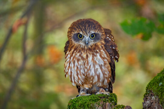 A small brown owl perched on a tree branch in a blurry forest woodland setting with wildlife, predator