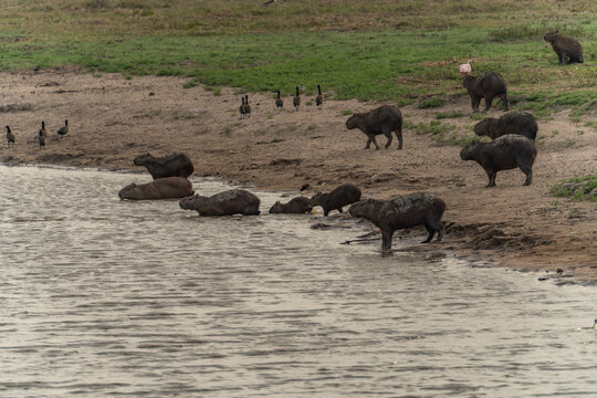 Group of capybaras resting and drinking at the edge of a riverbank in the pantanal wetlands
