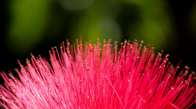 Detail of the red powder puff (*Calliandra haematocephala*), a shrub native to tropical regions.