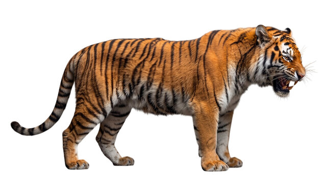 Full body side profile view of aggressive roaring Bengal tiger baring sharp teeth