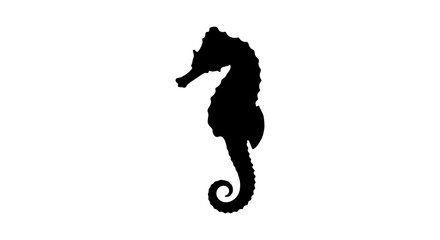Detailed seahorse shape in black silhouette against a white background silhouette © raisa