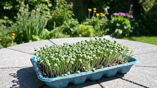 Vigorous microgreens fill a blue repurposed seed tray on a sunlit stone patio, pairing backyard food cultivation with practical plastic reuse, dense seedling texture, and clean garden freshness