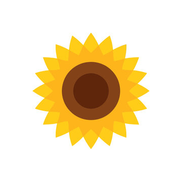 A simple flat vector icon illustration of a bright yellow sunflower flower with brown center petals for nature and summer design projects isolated on transparent background, Vector