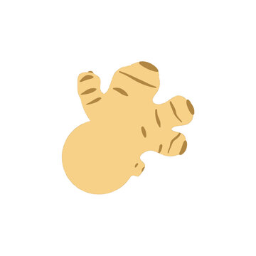 Fresh ginger root illustration isolated as a simple flat vector icon for healthy food and cooking design isolated on transparent background, Vector