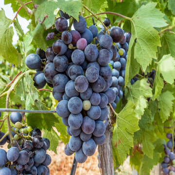 Grappe de raisin 