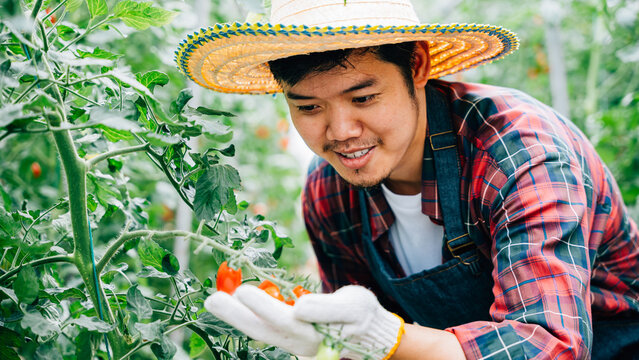 Farmer's portrait in a hothouse examining red tomatoes