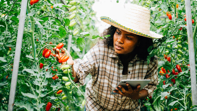 Black woman farmer uses a digital tablet to inspect tomatoes