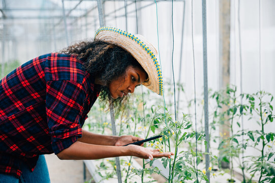 A confident woman farmer in a black shirt checks tomato leaves using her phone in a greenhouse