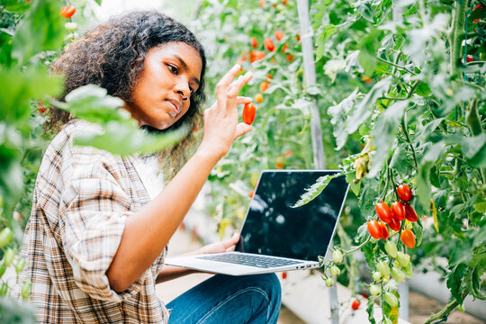 Female farmer inspects tomato quality in the greenhouse using a laptop