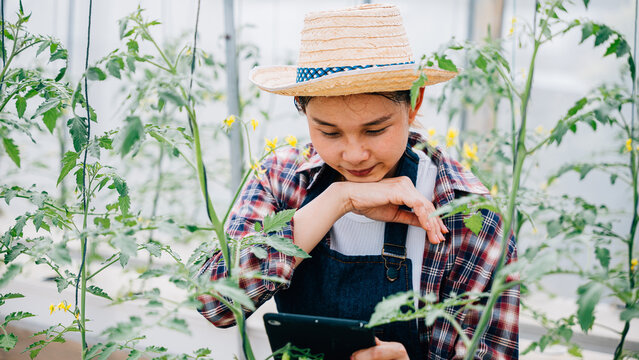 Agronomist uses tablet to explore tomato farm for increased productivity