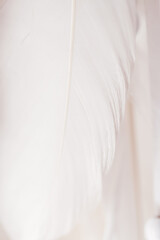 white feather suspended over soft light, relaxation and wellness, airy downy © Yuliya