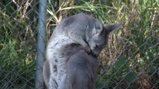 Eastern Grey Kangaroo Grooming and Scratching Fur Outdoors