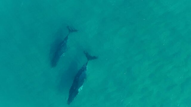Aerial View of Humpback Whales Swimming in Blue Ocean Water