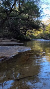 Calm River Flowing Through Eucalyptus Forest in Blue Mountains