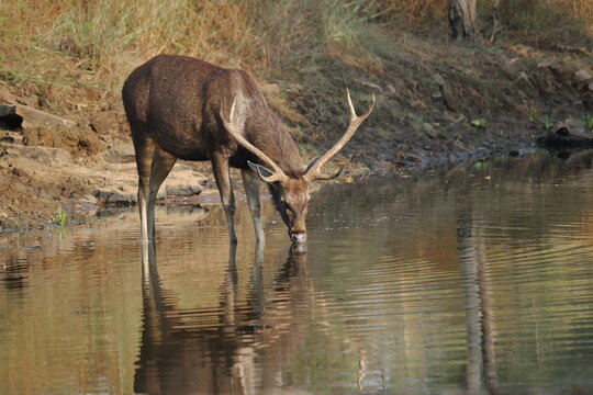 A male Sambar deer (*Rusa unicolor*) drinking water from a source in the forest. The reflection of the deer and its antlers is visible in the calm water, capturing a serene moment of wildlife in its n