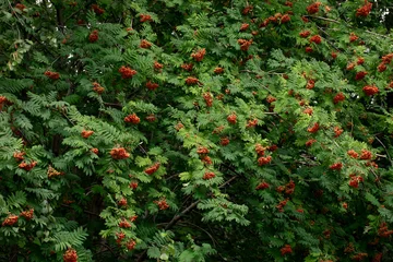 Vibrant summer nature background with branches of a rowan tree with lush green pinnate leaves and clusters of ripe orange-red berries © junky_jess