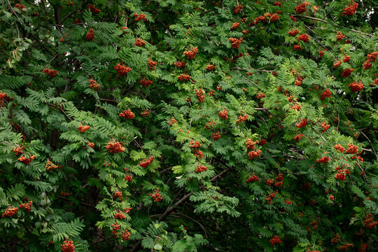Vibrant summer nature background with branches of a rowan tree with lush green pinnate leaves and clusters of ripe orange-red berries