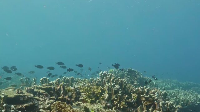 Sunlight dances across colorful coral reef in Indian Ocean as diverse schools of small tropical fish swim gracefully among majestic structures during bright and peaceful afternoon underwater journey