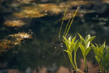 Atmospheric green buckbean sprouts growing out of dark woodland pond water with mysterious blur background, copy space. © junky_jess