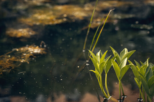 Atmospheric green buckbean sprouts growing out of dark woodland pond water with mysterious blur background, copy space.