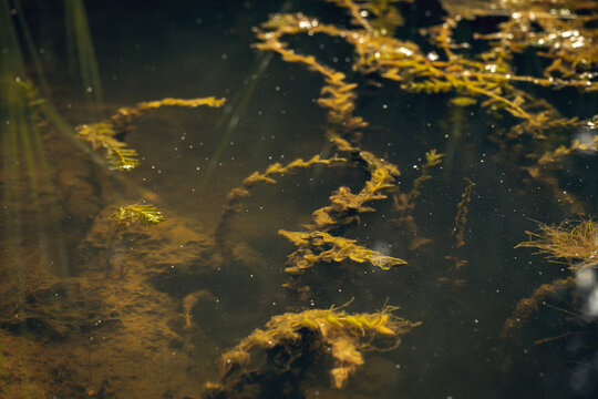 Atmospheric muddy bottom of summer pond. Dark, cloudy water with aquatic plants, sunlight creating subtle dappled patterns and highlighting mysterious abstract forms of the underwater biotope.