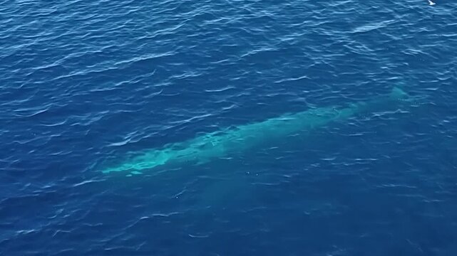 A blue whale glides beneath the crystal Pacific off Baja California as a bird circles above on a peaceful, bright morning.