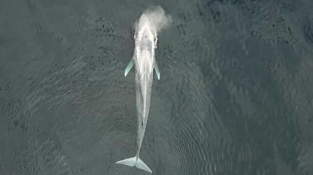 At noon, a majestic blue whale breaches the Pacific's surface, exhaling a powerful mist before slipping back into the silent, shimmering depths.