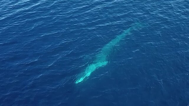 A colossal blue whale glides gracefully through the sunlit, vast Pacific Ocean, showcasing its immense scale and beauty in the serene underwater wilderness.