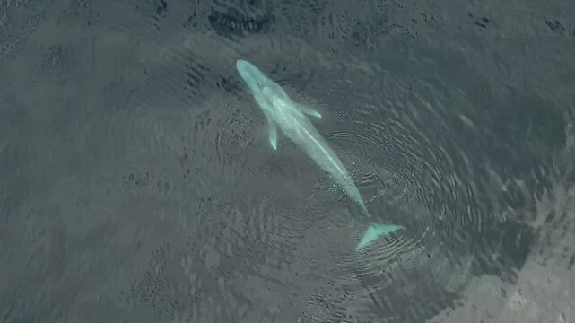 A majestic blue whale glides silently through the dark Pacific depths, moving with peaceful elegance and calm, rhythmic motions under the bright afternoon sun.
