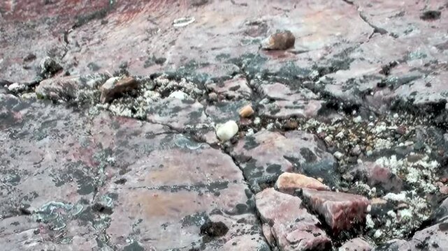 Observe nimble lemming making its way over cracked, multicolored rocks of Arctic Svalbard, Norway. Tiny explorer moves with purpose across stark, beautiful wilderness under polar light.